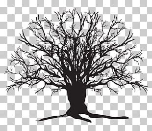 Tree Silhouette Drawing PNG, Clipart, Black And White, Branch, Drawing ...