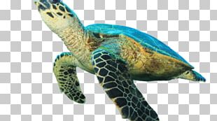 Hawksbill Sea Turtle Green Sea Turtle PNG, Clipart, Animal, Animals ...