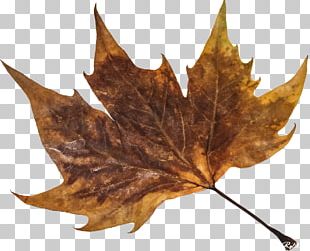 Maple Leaf Plant PNG