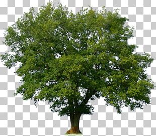 Branch Oak Honey Locust Tree Evergreen Png, Clipart, Beech, Black 