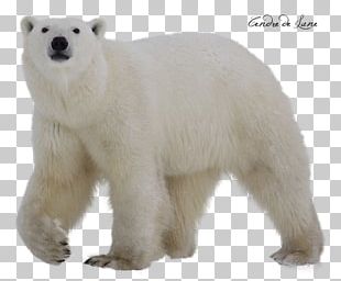 Polar Bear PNG, Clipart, Animal, Animals, Baby Bear, Bear, Bears Free ...