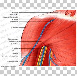 Shoulder Deltoid Muscle Supraclavicular Nerves Anatomy PNG, Clipart ...