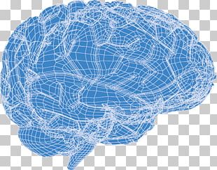 Human Brain Euclidean PNG