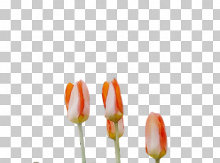 Plant Stem Flower Tulip Petal Bud PNG