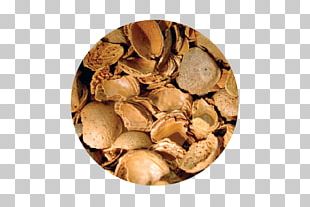 Hazelnut PNG