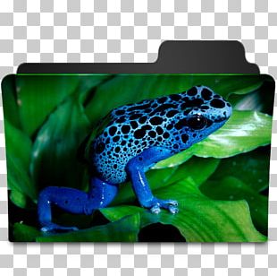 True Frog Poison Dart Frog High-definition Television Desktop PNG