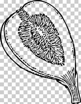 Common Fig Drawing PNG