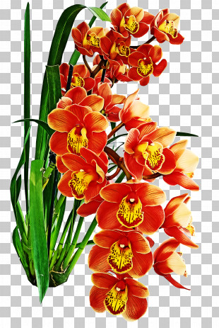 Floral Design PNG