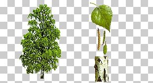 Silver Birch Twig Betula Pubescens River Birch Paper Birch PNG