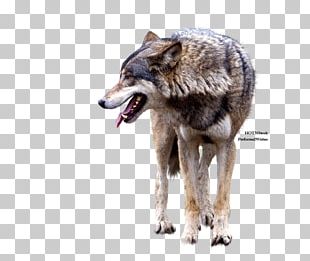 Gray Wolf Coyote Tattoo Flash Jackal PNG, Clipart, Bed, Black And White ...