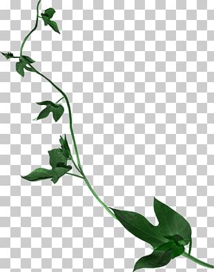 Leaf Petal Flower PNG