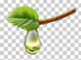 Single Green Leaf With Droplet PNG