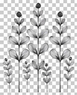 Decorative Lines - Black And White Botanical Illustration PNG