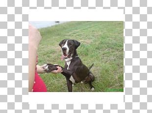 Dog Breed Sporting Group GroupM PNG