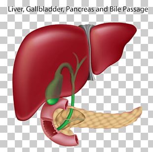 Liver And Gallbladder Pancreas PNG, Clipart, Anatomy, Bile, Diagram ...