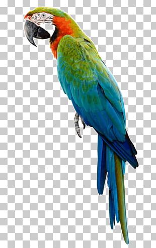 Amazon Parrot Macaw PNG, Clipart, Animals, Beak, Bird, Blue, Common Pet ...