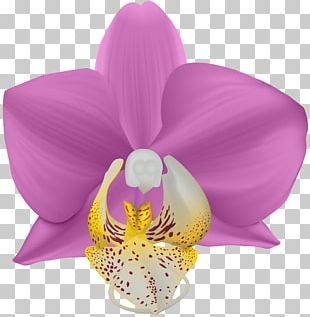 Violet Moth Orchids Flower PNG