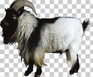 Goat PNG, Clipart, Goat Free PNG Download