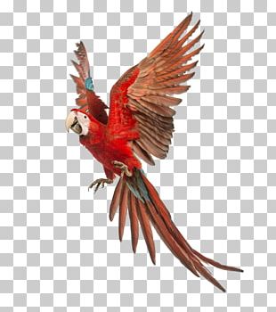 Scarlet Macaw Parrot Bird Blue-and-yellow Macaw PNG, Clipart, Animal ...