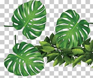 Leaf Swiss Cheese Plant Houseplant PNG, Clipart, Botany, Graphic Design ...