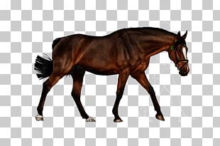 Foal Mane Stallion Rein Mare PNG