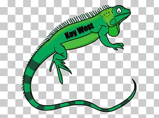 Reptile Common Wall Lizard Green Iguana PNG, Clipart, Agamidae ...