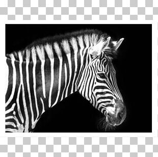 Zebra Patterning Stripe PNG, Clipart, Adobe Illustrator, Animal Print ...