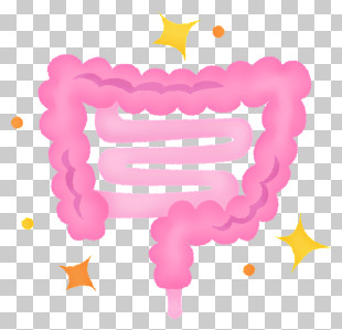 Intestines - Healthy Intestines Cartoon Illustration PNG