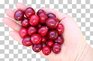 Cranberry Portable Network Graphics Fruit Cherry PNG