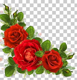 Garden Roses Portable Network Graphics PNG, Clipart, Art, Clip Art ...