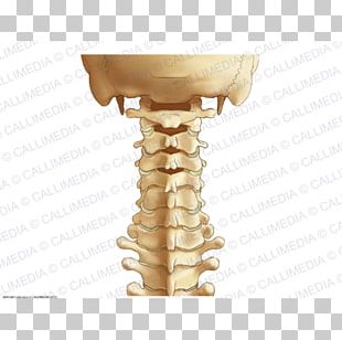 Spinal Nerve Spinal Cord Vertebral Column Nerve Root Anatomy PNG ...