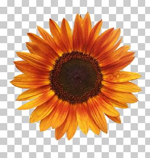 Stock Photography Common Sunflower Vase With Three Sunflowers PNG ...