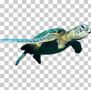 Hawksbill Sea Turtle Green Sea Turtle PNG, Clipart, Animal, Animals ...