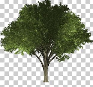 Branch Tree Maple Oak PNG, Clipart, Agac, Branch, Drawing, Elm, Green ...