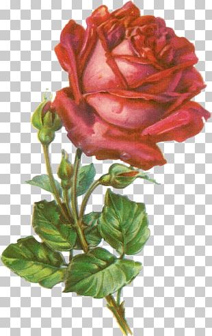 Hybrid Tea Rose Botanical Illustration Botany Flower PNG, Clipart ...