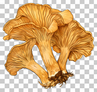 Chanterelle Mushroom - Wild Chanterelle Mushrooms Illustration PNG