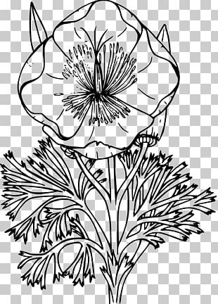 California Poppy PNG, Clipart, Black And White, Botanical Illustration ...