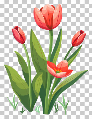 Tulip Flower - Vibrant Tulips With Red Petals And Green Leaves PNG