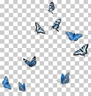 Blue Butterfly PNG, Clipart, Animal, Beautiful, Blue Clipart, Butterfly ...