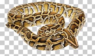 Snake Reptile Vipers Boa Constrictor Deinagkistrodon PNG