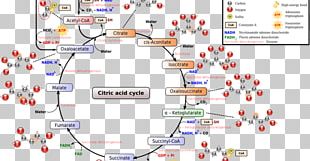 Citric Acid Cycle Glyoxylate Cycle Glycolysis Biochemistry PNG, Clipart ...