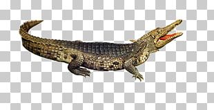 Nile Crocodile American Alligator PNG