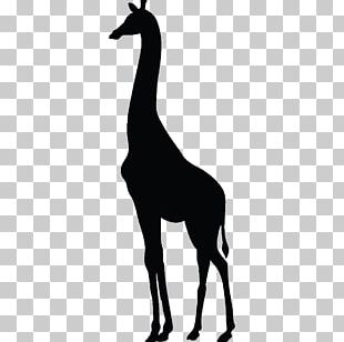 Baby Giraffes About Giraffes Paper Zazzle PNG