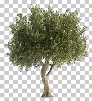 Olive Tree - Olive Tree In Nature PNG