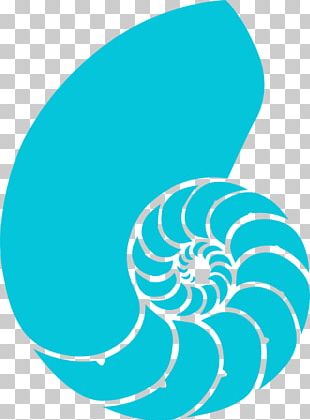 Chambered Nautilus Seashell Conchology Icon Png Clipart Adornment Archive Beach Download Furnishings Free Png Download