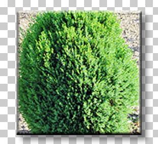 Arborvitae Evergreen Conifers Shrub Plant PNG
