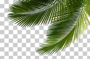 Asian Palmyra Palm Leaf Ornamental Plant Horticulture PNG, Clipart ...