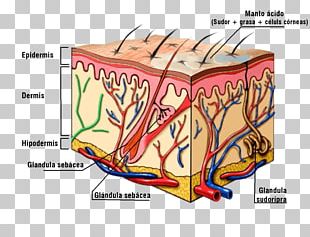 Lymphatic Vessel Lymphatic System Lymph Node Histology PNG, Clipart ...