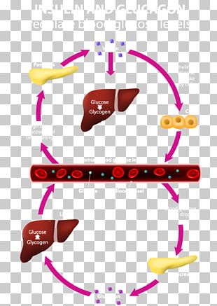 Pancreas PNG Images, Pancreas Clipart Free Download