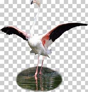 Bird White Stork Flamingos PNG
